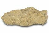 Cretaceous Fossil Gastropods (Turritella) In Limestone - Texas #284909-1